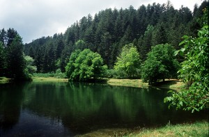 Scopri di più sull'articolo Il Parco Nazionale della Sila compie dieci anni